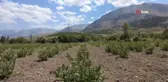 Erzincan'da Aronya Yetiştiriciliği Projesi
