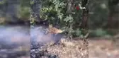 Hakkari'deki orman yangını kontrol altına alındı