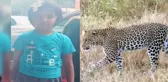 Hindistan'da çita altı yaşındaki kızı parçalayarak öldürdü