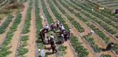Kornişon salatası binlerce aileye ekmek kapısı oldu