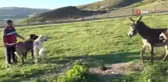 Çiftlikteki Eşeğin Köpeği Kovalaması Viral Oldu