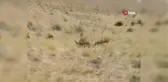 Sürü Halindeki Dağ Keçileri Görüntülendi