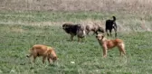 Sahipsiz köpeklerin saldırısına uğrayan emekli profesör hukuk mücadelesini kazandı!