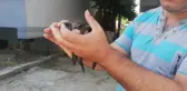 Yaralı Ebabil Kuşu Yalova Belediyesi'ne Teslim Edildi