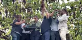 Kozan'da Tarihi Çarşıda Üzüm Hasadı