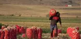 Amasya'da Soğan Fiyatları Düştü