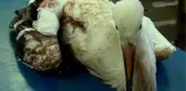 LEYLEKLERİN GÖÇ YOLCULUĞU YARIM KALIYOR