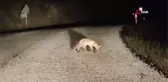 Yavru tilki, yılanı yerken kameraya takıldı