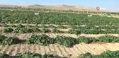 Bu ilçede vatandaşlar salatalık ve domatesin kilosunu 1 liradan alıyor