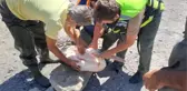 Sulama göletinde mahsur kalan yaralı pelikan kurtarıldı