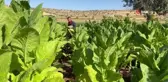 Mardin'de Kavurucu Sıcakta Tütün Mesaisi