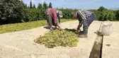 Dünyaca ünlü Sultaniye üzümünü mildiyö vurdu, rekolte düştü