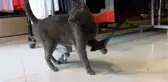 Bağcılar'da Sokak Kedisi Köpeklere Saldırdı