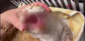 Esenyurt'ta İşkence Gören Kedi Kurtarılamadı