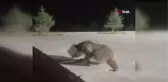 Kafası tenekeye sıkışan ayıyı vatandaşlar kurtardı