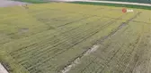 Aksaray'da Ay Çekirdeği Hasadı Başladı