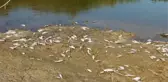 Büyük Menderes Nehri'nde Toplu Balık Ölümleri Yaşanıyor