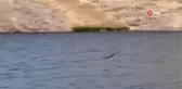 Tedavisi Tamamlanan Kızıl Şahin Doğaya Bırakıldı