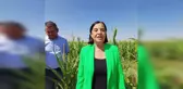 CHP Milletvekili Jale Nur Süllü, Eskişehir'de mısır üreticilerini ziyaret etti
