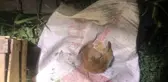 İkiz Kardeşlerin Duyarlılığı Kediyi Hayata Bağladı