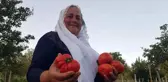 Safranbolu'da yerli ve coğrafi işaret tescilli maniye domatesinin hasadı başladı