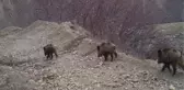 Bingöl'de Fotokapanlarla Yaban Hayvanları Görüntülendi