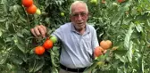 Türkiye'de Sera Tarımcılığı Yükselişte