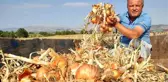 Denizli'nin Çal ilçesinde üzüme alternatif olarak soğan üretimi yapıldı