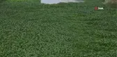 Asi Nehri'ni su sümbülleri kapladı