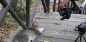 Tayland Devlet Televizyonu Samsun'daki 'Kedi Kasabası'nda belgesel çekiyor