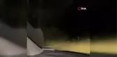 Sakarya'da Yavru Ayıların Kaçış Anları Kameralara Yansıdı