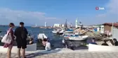Pelikan 'Tosun' Foça'yı tercih etti