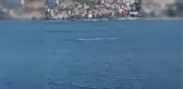 Gemlik Körfezi'nde Yunusların Şovu
