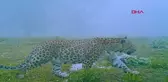 Anadolu Parsının Sisli Havada Görüntüleri Paylaşıldı