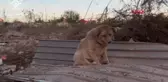 Ukrayna'da düşman saldırısına uğrayan köpek kurtarıldı