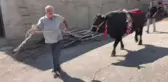 Yusufeli'de düzenlenen boğa güreşlerinde 'Karagöz' birinci oldu