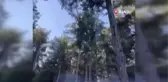 Feke'de ormanlık alan yangını