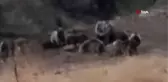 Tunceli'de bozayılar grup halinde görüntülendi