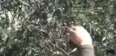 Yılın İlk Zeytin Hasadı ve Zeytinyağı Üretimi Ayvalık'ta Yapıldı