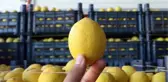 Adana'da Limon Fiyatlarındaki Fark Dikkat Çekiyor