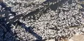 Büyük Menderes Havzası'nda Toplu Balık Ölümleri