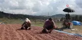 Fındık üreticilerinin zorlu kurutma mesaisi