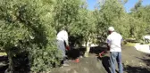Mersin'de Yılın İlk Zeytin Hasadı Başladı