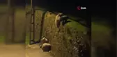 Artvin'de mahalleye kadar gelen ayılar çöp konteynırında yiyecek aradı