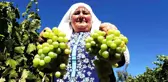 Safranbolu'da Çavuş Üzümü Hasadı Başladı, Rekolte Düşük Bekleniyor