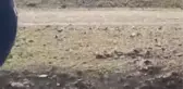 Sazlıdere Barajı'nda Leylekleri Vuran Şüpheliler Yakalandı