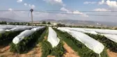 Denizli Buldan'da Üzüm Bağları Beyaz Örtülerle Korunuyor