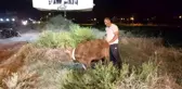 İskenderun'da Kuyuya Düşen Dana Kurtarıldı
