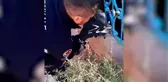 Kırıkkale'de Okul Bahçesinde Sıkışan Kedi İtfaiye Tarafından Kurtarıldı