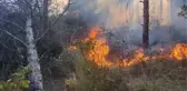 Sultangazi Şehir Ormanları'nda Yangın Çıktı